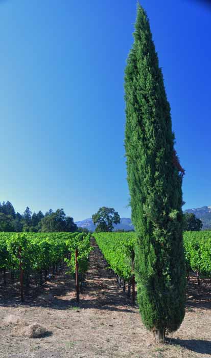 Napa vineyards